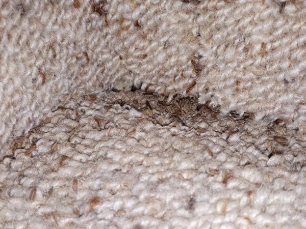 carpet beetle 