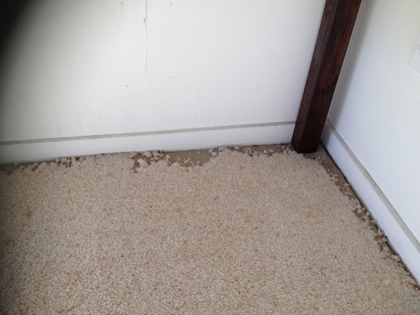 Damage from carpet beetle 