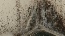 Mould on walls