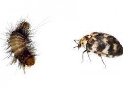 carpet beetle and larve