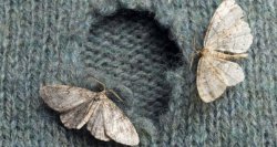 Clothes moth